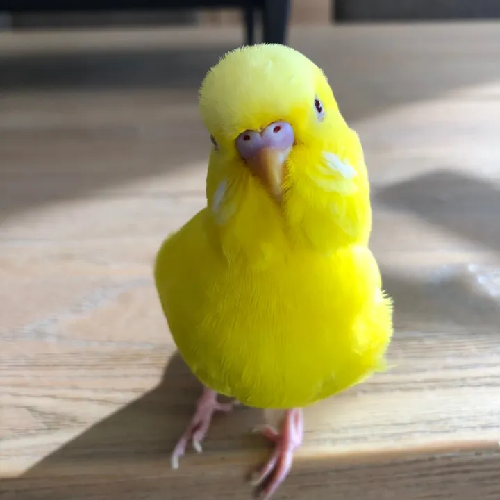 Popcorn_budgie_diary