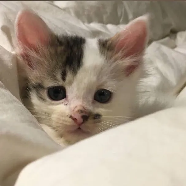 Dany Gatitos