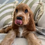 Percy Boy