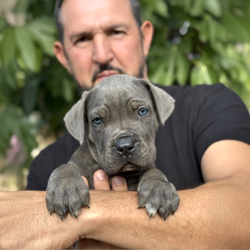  Cane Corso XMAN