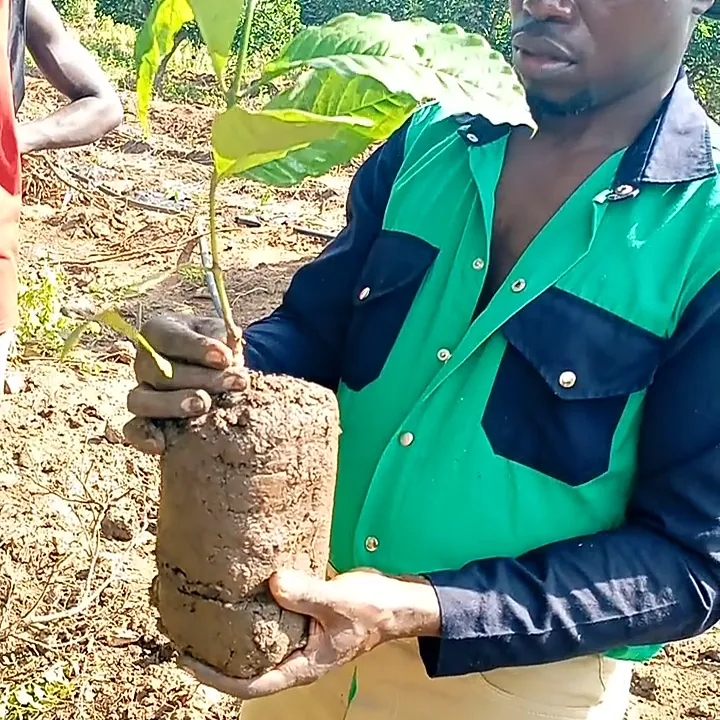 Kaweesi Ug.Coffee