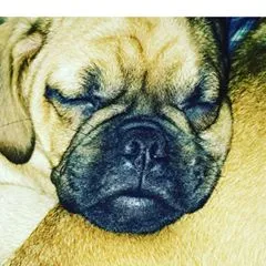 Pugglegrey1