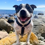 The life of senior staffy Escobar