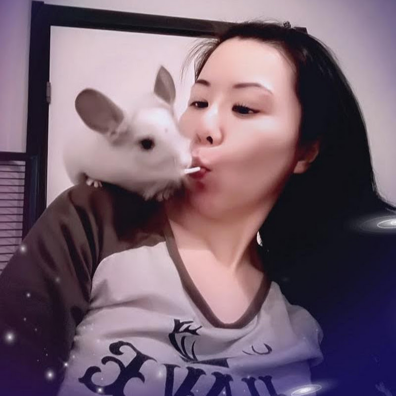 Chinchilla Facts and Care