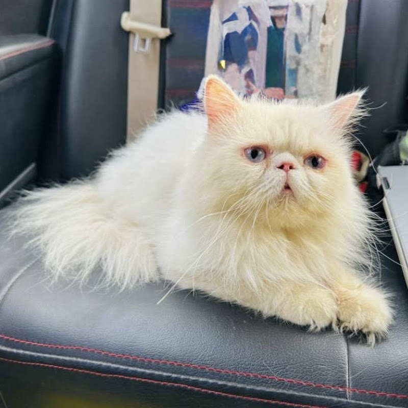 Pets & Vlogs 