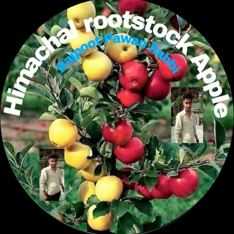 Himachal rootstock apple