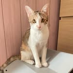 𝓨𝓸𝓾𝓷𝓰𝓱𝓲𝔀