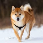 Shiba Inu Dog