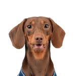 Canelito | Petfluencer 🤎