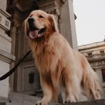 BORAN | GOLDEN RETRIEVER