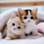 Cats of Love