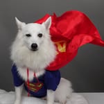 Casper 🐾 Japanese Spitz Singapore