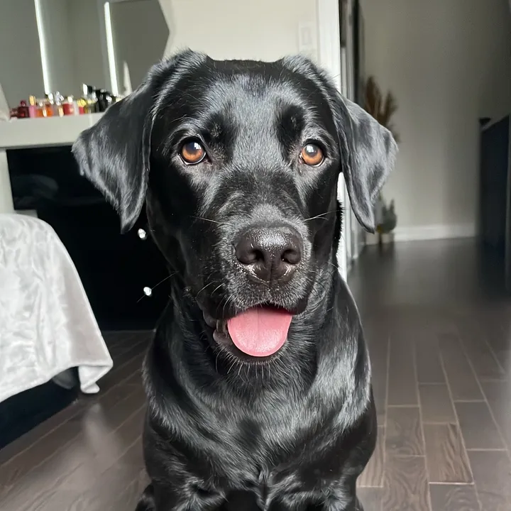 lisatheblacklab