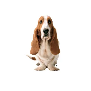 Hush Puppies Malaysia