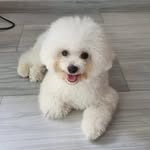 Bingsoo the Bichon Frisé