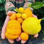 Agrumes Vessières 🍋