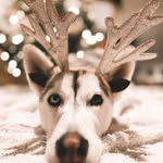 Myla May | Siberian Husky