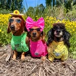 ❤️ Lola, Bear, Harley & Jane ❤️