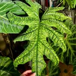 Simply green