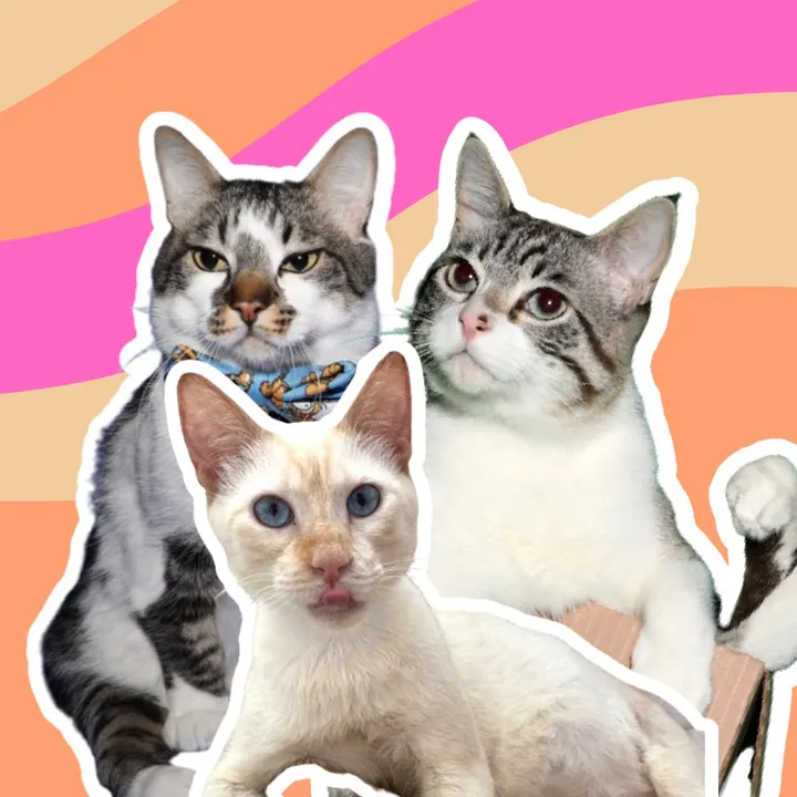 Nano Cats | com deficiência ♿️