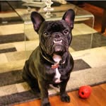Crixus