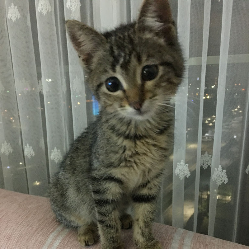 Missy’s bizarre adventures