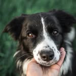 Sia the Bordercollie | Training tips 🐾