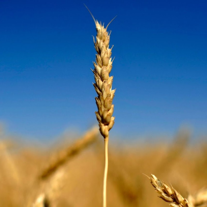 PECGRA Agro
