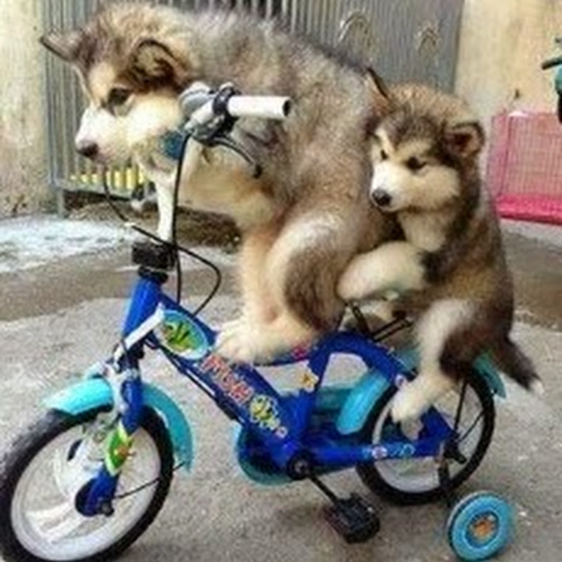 Professional Food Machinery (Aster Tsui)