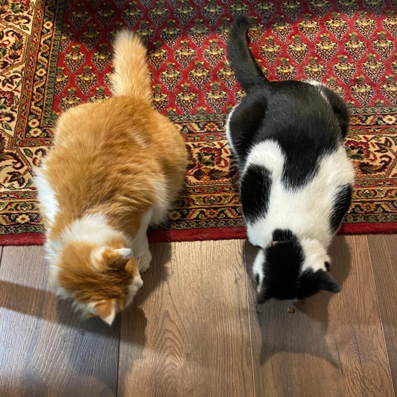 Shari's cats