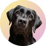 Jamie 🖤 the black labrador girl