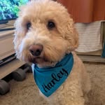 Harley 🐾 🏖️ 🏔️🌄