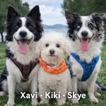 X a v i   ●   S k y e   ●   K i K i