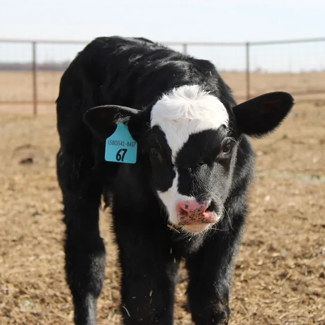 Brooks Cattle Company