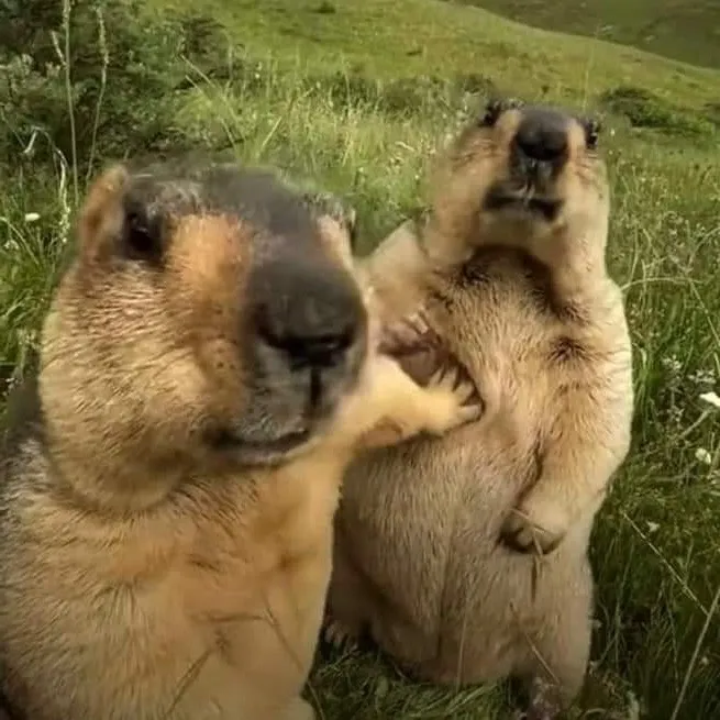 Репосты глянь❤️