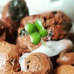 GrowYourVeg