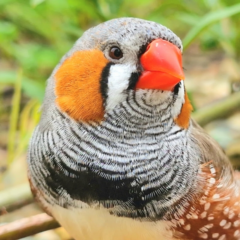 Zebra finch Sounds