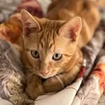 Kitten Rikki