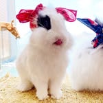 Pixie the bunny