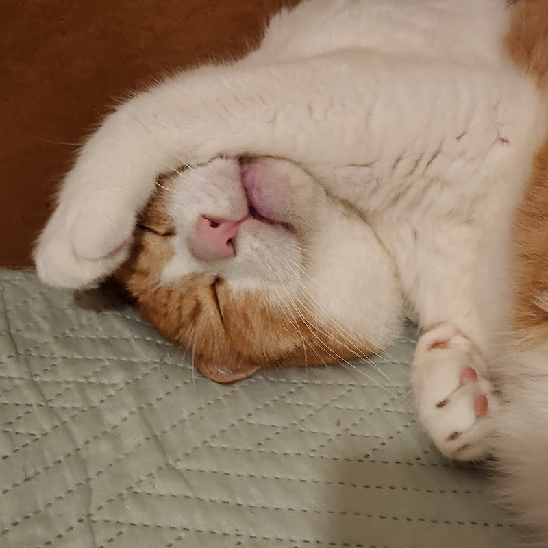 Cat Happens