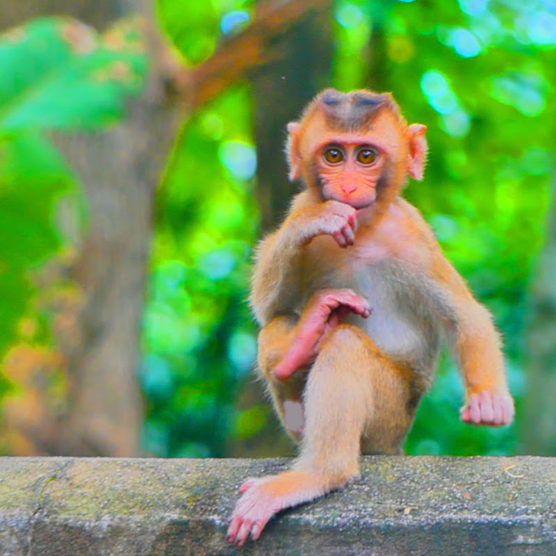 Baby monkey 100M