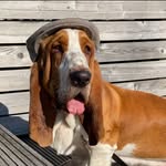 Hans 🐶👑🐾🏆🇸🇪