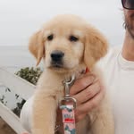 Tater the Golden Girl