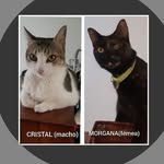 Cristal e Morgana🇧🇷