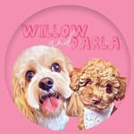 𝕎𝕚𝕝𝕝𝕠𝕨 𝕋𝕙𝕖 ℂ𝕒𝕧𝕒𝕔𝕙𝕠𝕟🐶& 𝔻𝕒𝕣𝕝𝕒 𝕋𝕙𝕖 ℂ𝕒𝕧𝕒𝕡𝕠𝕠𝕔𝕙𝕠𝕟🐶