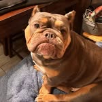 Bulldogs Club