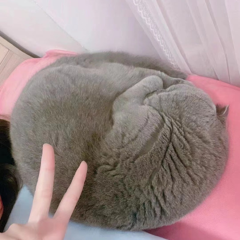 Happy Cat
