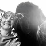 matti_the_newfoundland_dog