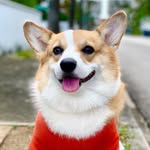 Cobee The Corgi