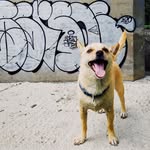 italian graffiti writer doin' burners throwups tags